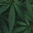Raw Organics